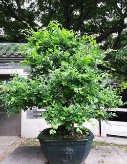 园艺树木盆栽图片 园艺树木盆栽图片