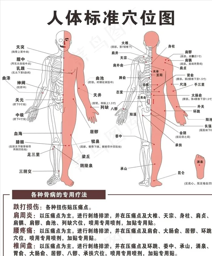 人体穴位图图片cdr矢量模版下载