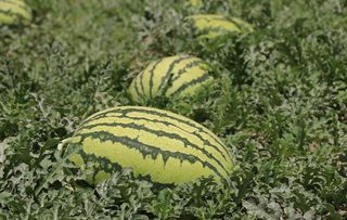 硒砂瓜 西瓜 瓜图片