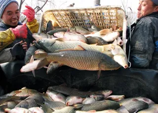 景阳湖冬季捕鱼图片