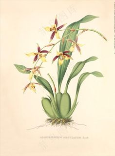 手绘花朵 兰花插画 植物 自然图片