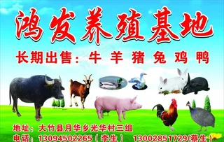 鸿发养殖基地图片