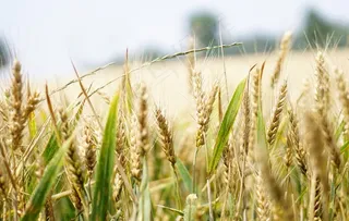 麦穗小麦穗子麦田图片