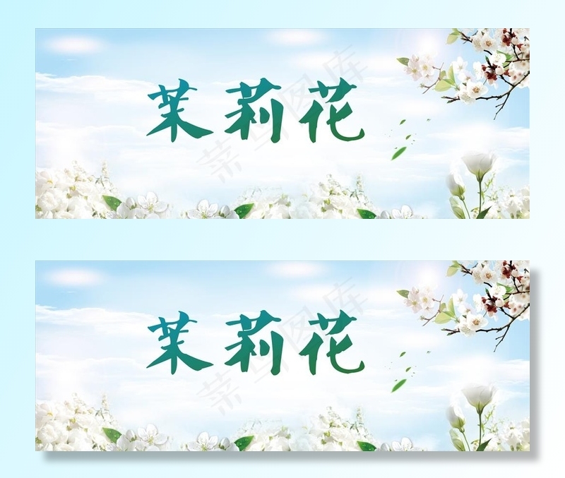 茉莉花  背景图片