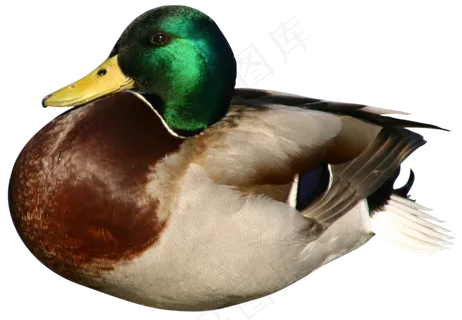 鸭子图片