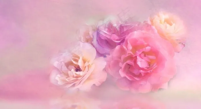 粉色的花背景图片素材