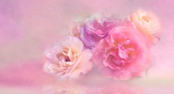 粉色的花背景图片素材