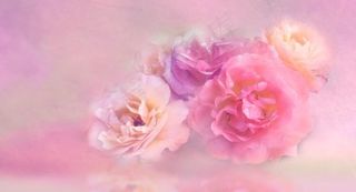 粉色的花背景图片素材