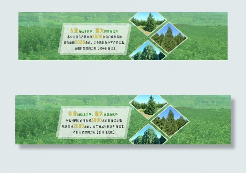蓝田白皮松网站banner图片psd模版下载