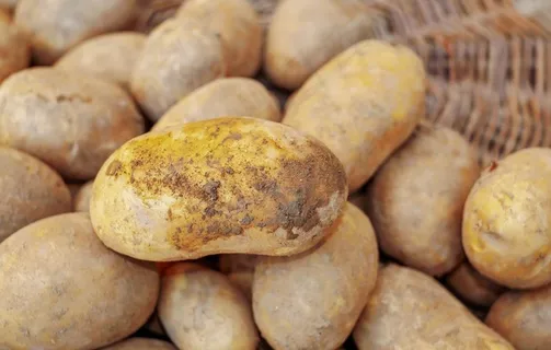 土豆洋芋马铃薯芋头图片 土豆洋芋马铃薯芋头图片