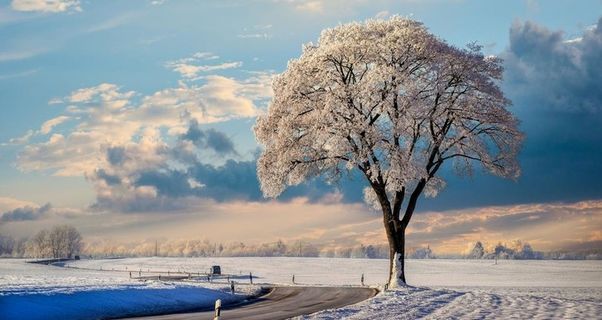 天空 树木 雪地图片