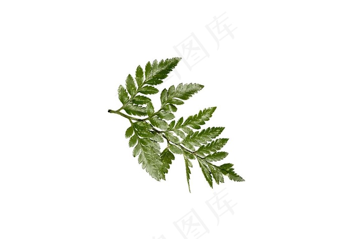 树叶素材图片