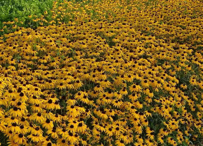 黄花海洋图片