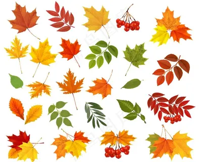 彩色的叶子图片 彩色的叶子图片