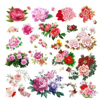 牡丹花图片 牡丹花图片