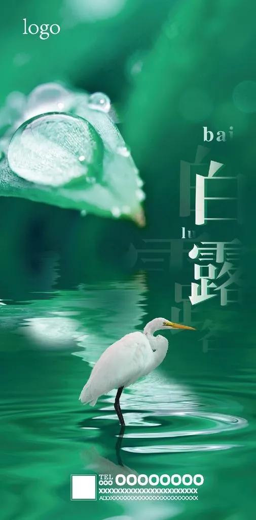 白露海报图片ai矢量模版下载