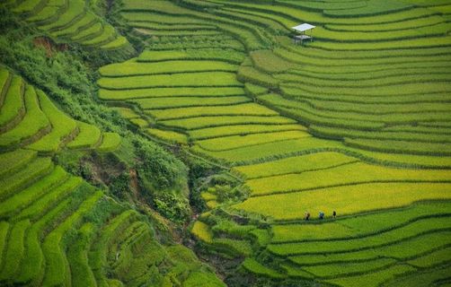绿色梯田风景图片