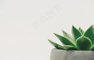 盆栽图片