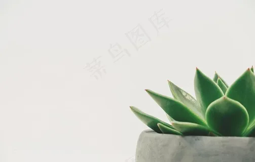 盆栽图片 盆栽图片