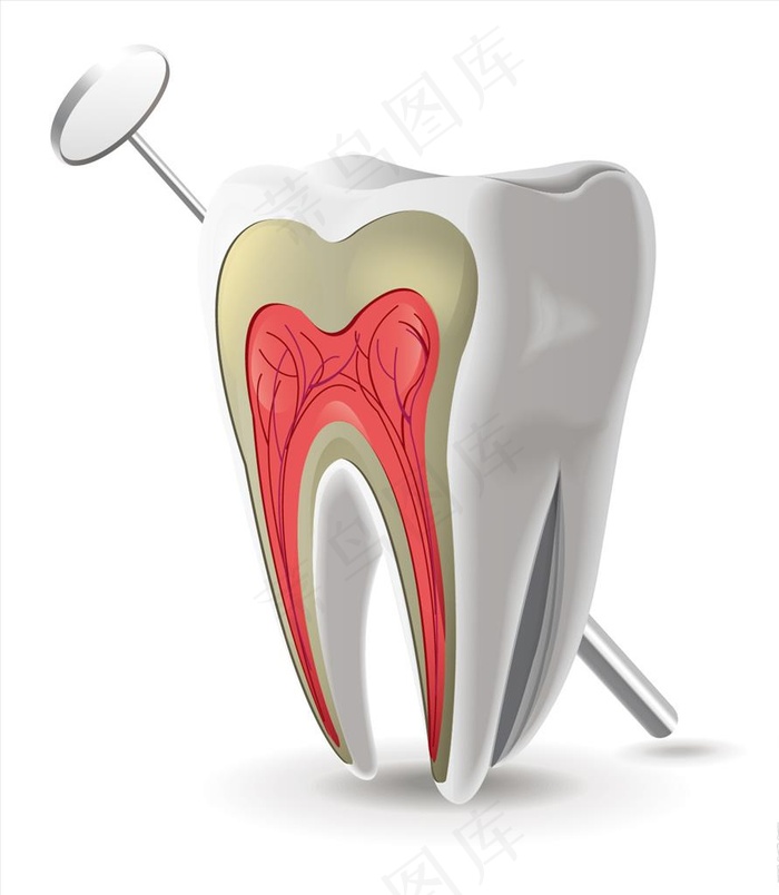 牙齿图片ai矢量模版下载