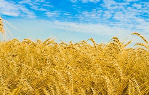 小麦图片