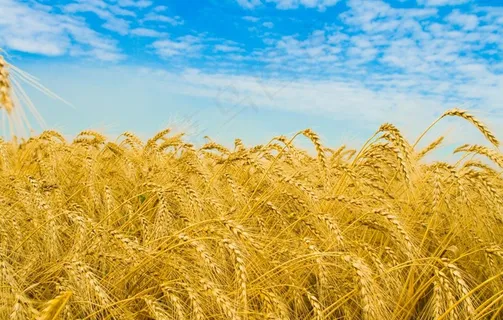 小麦图片
