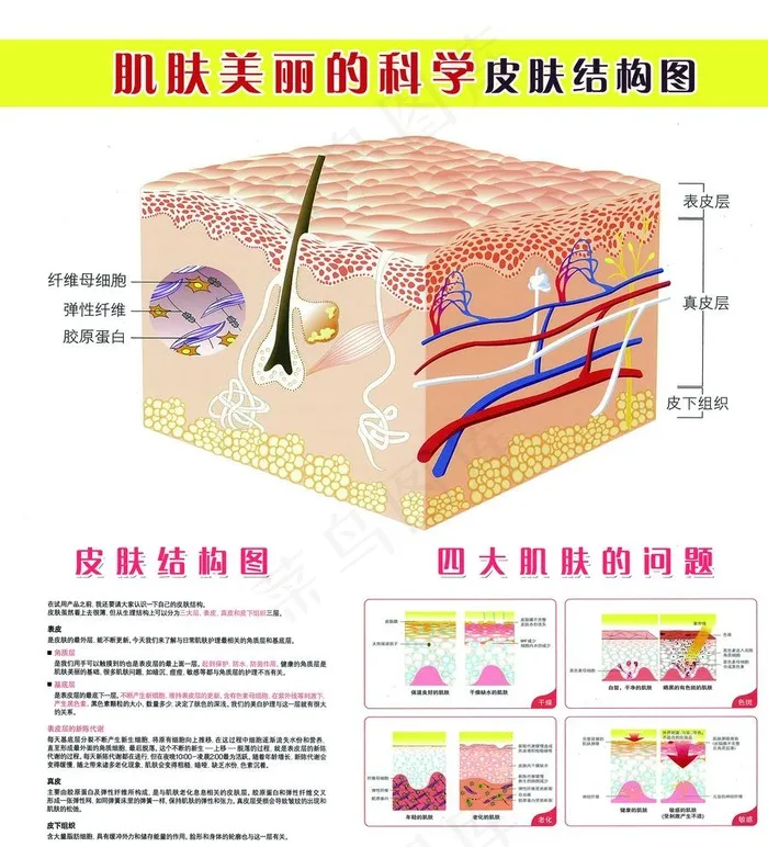 皮肤结构图图片(3937X4331(DPI:100))psd模版下载