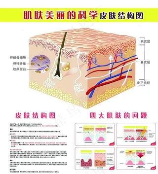 皮肤结构图图片