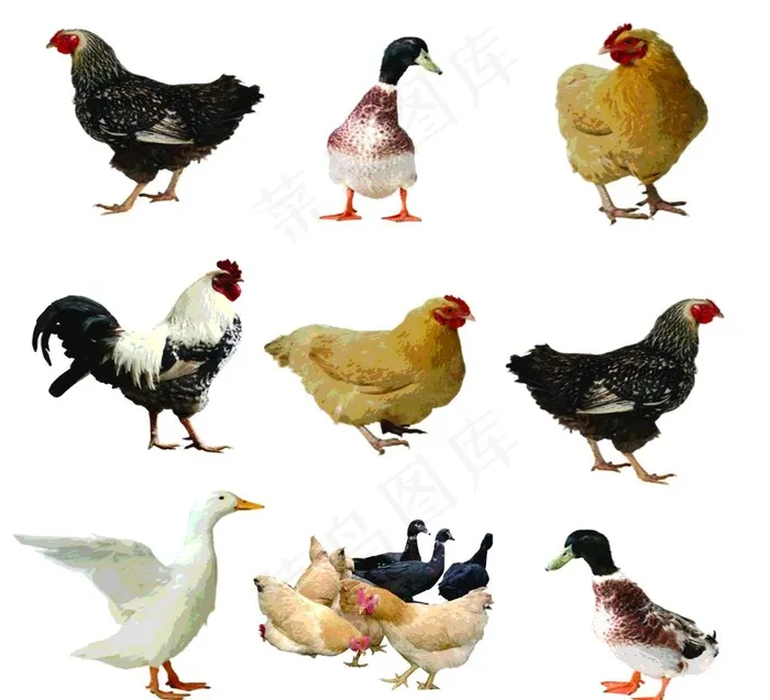 鸡鸭高清图片cdr矢量模版下载