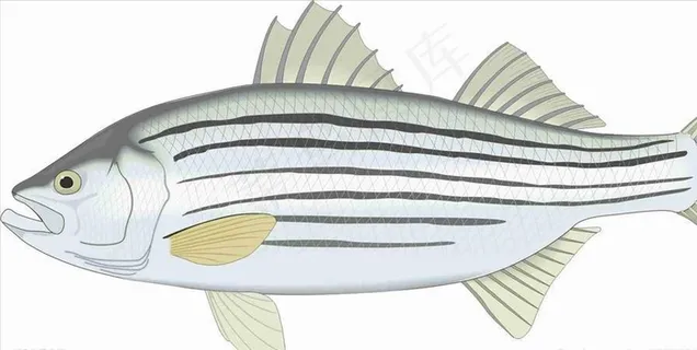 鲈鱼手绘 矢量 海洋鱼 CDR图片
