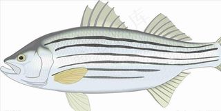 鲈鱼手绘 矢量 海洋鱼 CDR图片