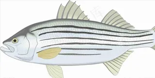 鲈鱼手绘 矢量 海洋鱼 CDR图片