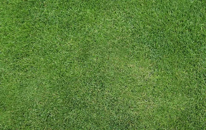 草皮绿植贴图图片