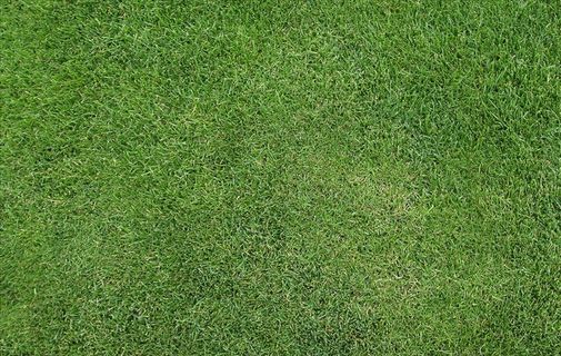 草皮绿植贴图图片