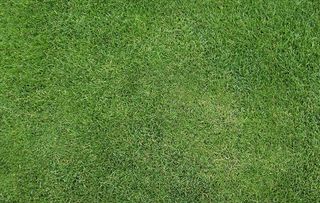 草皮绿植贴图图片