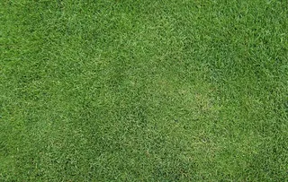 草皮绿植贴图图片