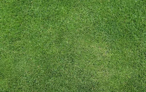 草皮绿植贴图图片 草皮绿植贴图图片