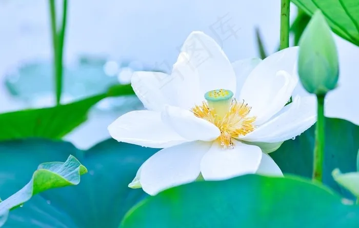 荷花图片