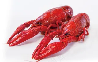小龙虾图片