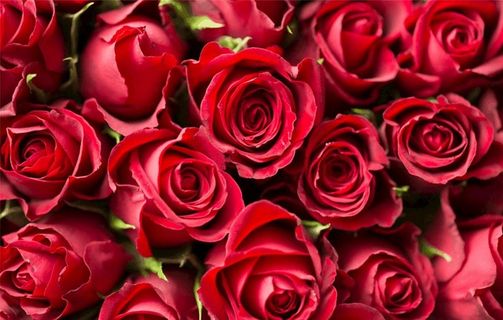 玫瑰花背景图片