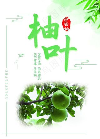 沙田柚 柚子 柚叶海报图片