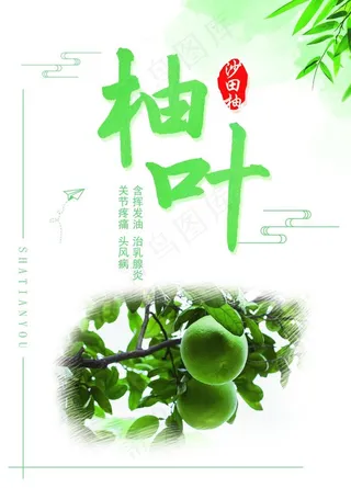 沙田柚 柚子 柚叶海报图片