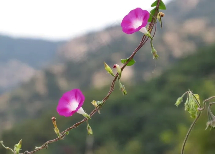 牵牛花图片