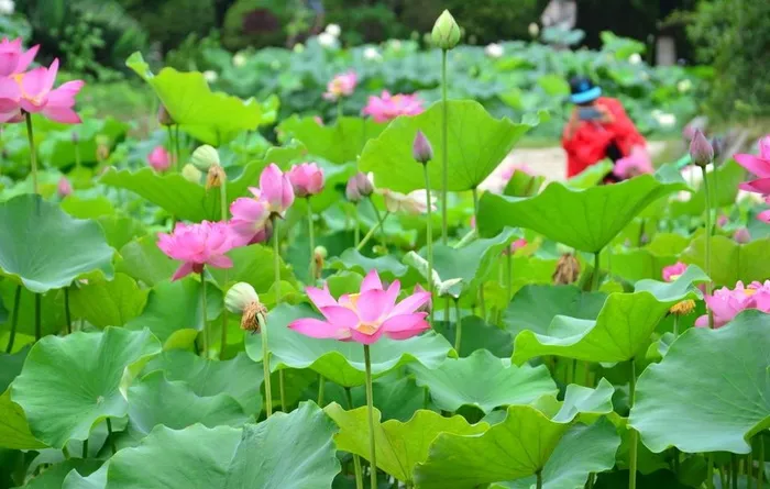 荷花图片