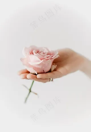 手捧玫瑰花图片