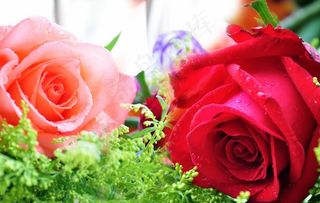 玫瑰花电视背景墙图片