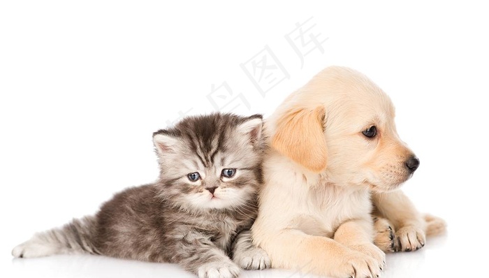 宠物猫狗图片
