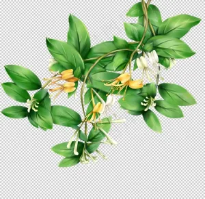 金银花图片