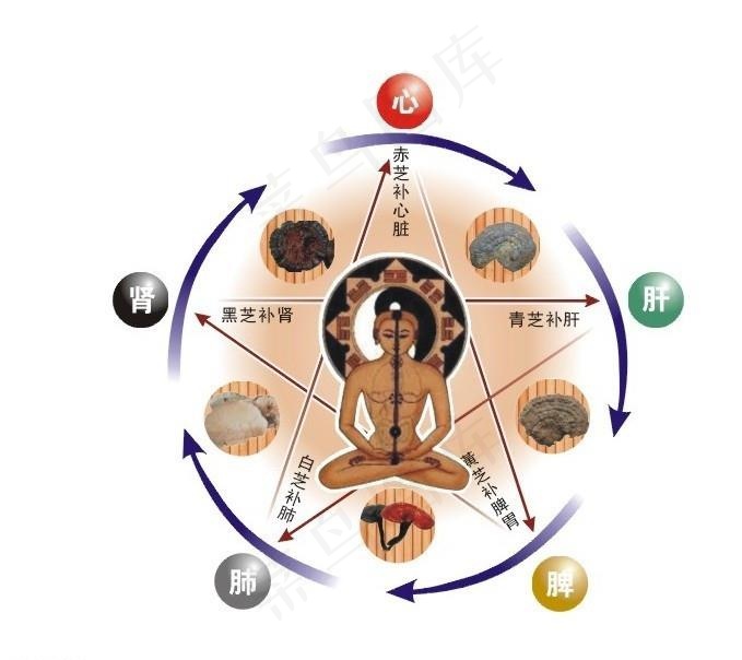养生五行图图片cdr矢量模版下载