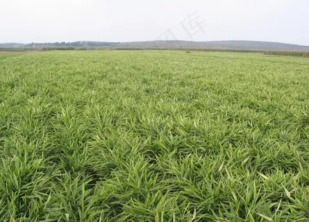 姜地图片 姜地图片